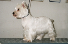 WestHighlandTerrier1